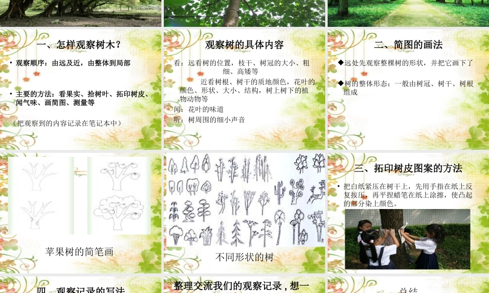 教科小学科学三上《1.2、校园的树木》PPT课件(8)【加微信公众号 jiaoxuewuyou 九折优惠 qq 1119139686】.ppt