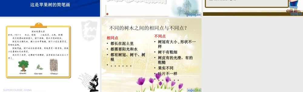 教科小学科学三上《1.2、校园的树木》PPT课件(18)【加微信公众号 jiaoxuewuyou 九折优惠 qq 1119139686】.ppt