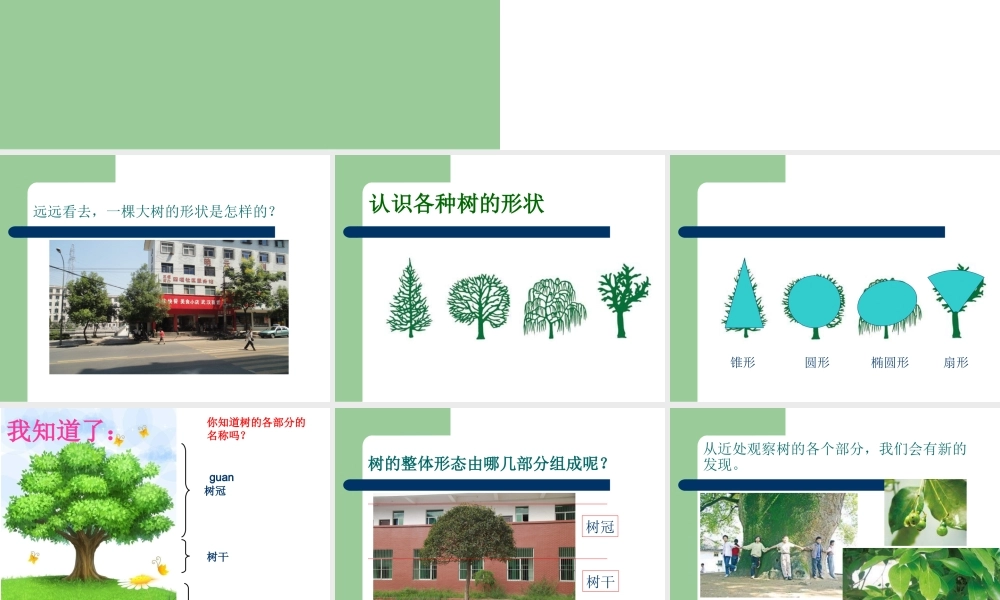 教科小学科学三上《1.2、校园的树木》PPT课件(5)【加微信公众号 jiaoxuewuyou 九折优惠 qq 1119139686】.ppt