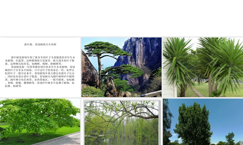 教科小学科学三上《1.2、校园的树木》PPT课件(15)【加微信公众号 jiaoxuewuyou 九折优惠 qq 1119139686】.ppt