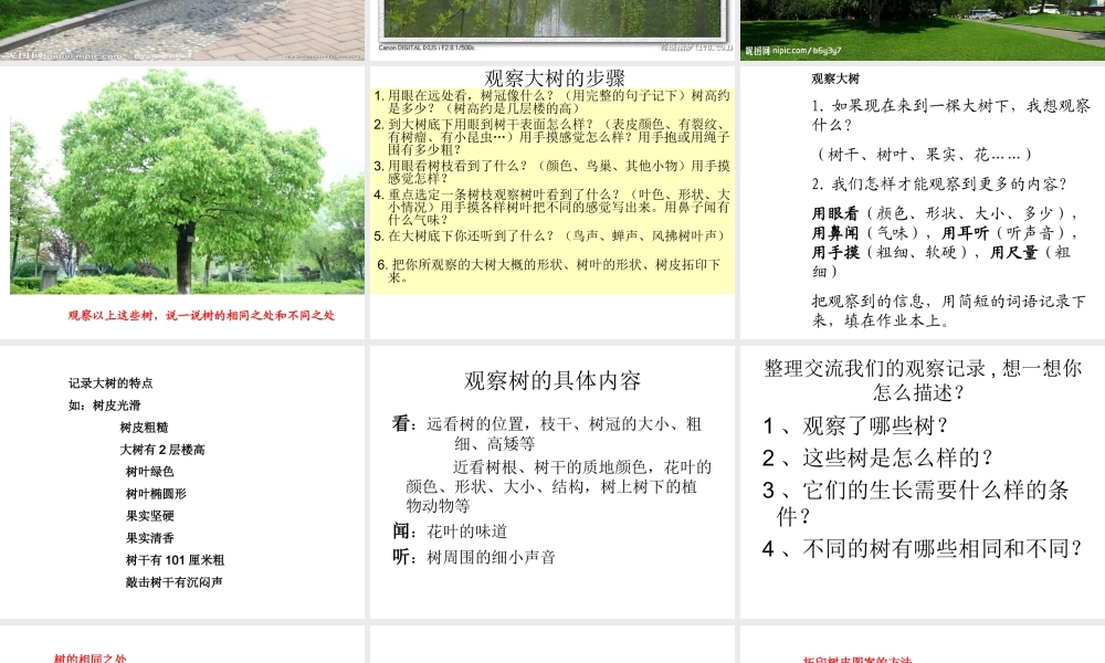 教科小学科学三上《1.2、校园的树木》PPT课件(15)【加微信公众号 jiaoxuewuyou 九折优惠 qq 1119139686】.ppt