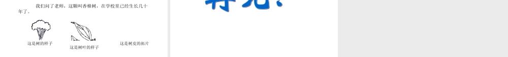 教科小学科学三上《1.2、校园的树木》PPT课件(15)【加微信公众号 jiaoxuewuyou 九折优惠 qq 1119139686】.ppt