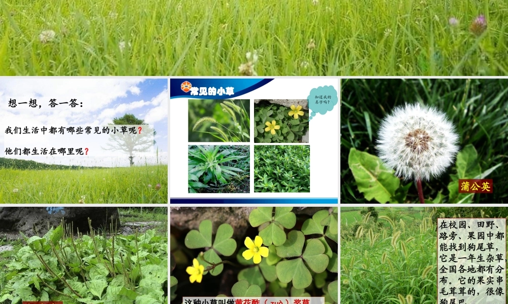 教科小学科学三上《1.3、大树和小草》PPT课件(6)【加微信公众号 jiaoxuewuyou 九折优惠 qq 1119139686】.ppt