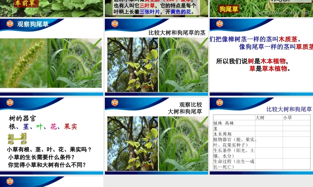 教科小学科学三上《1.3、大树和小草》PPT课件(6)【加微信公众号 jiaoxuewuyou 九折优惠 qq 1119139686】.ppt