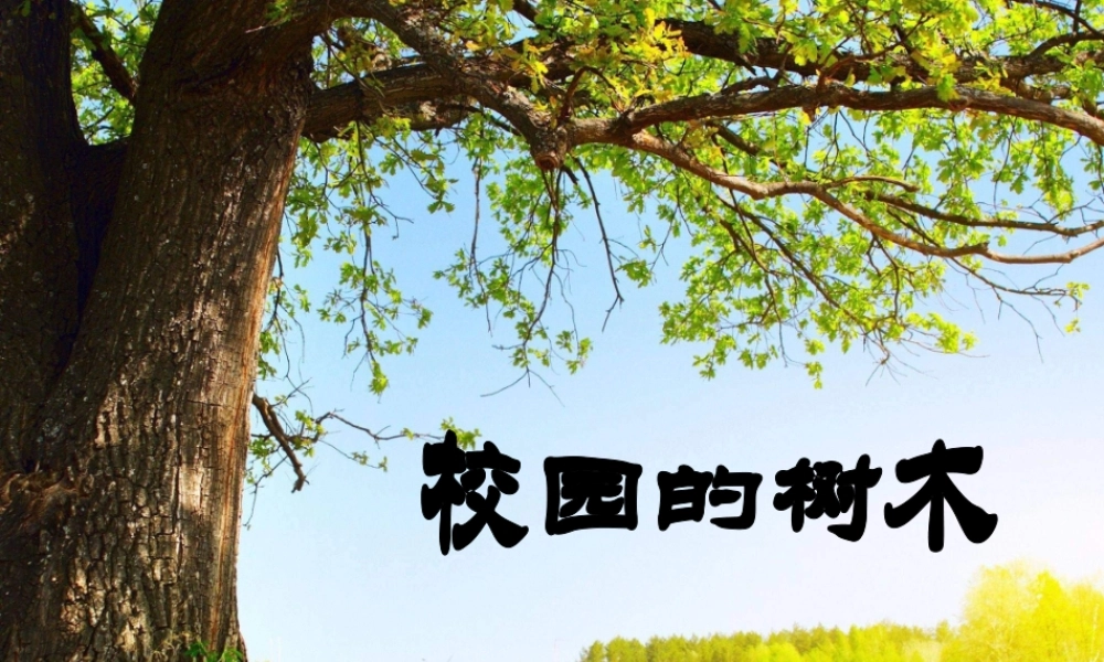 教科小学科学三上《1.2、校园的树木》PPT课件(9)【加微信公众号 jiaoxuewuyou 九折优惠 qq 1119139686】.ppt