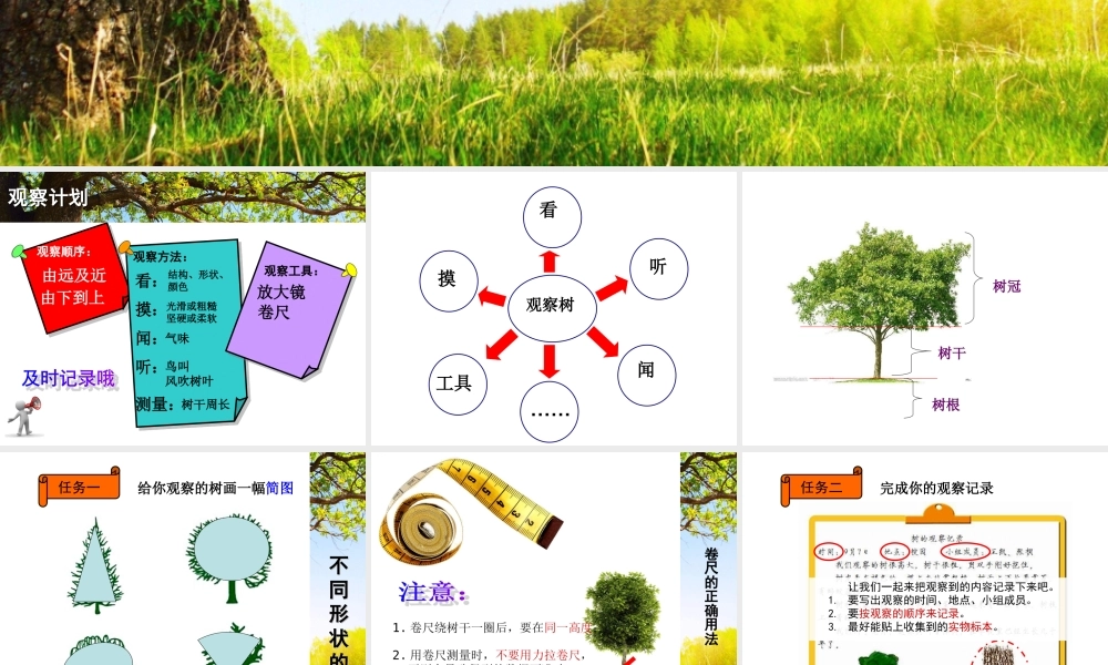 教科小学科学三上《1.2、校园的树木》PPT课件(9)【加微信公众号 jiaoxuewuyou 九折优惠 qq 1119139686】.ppt