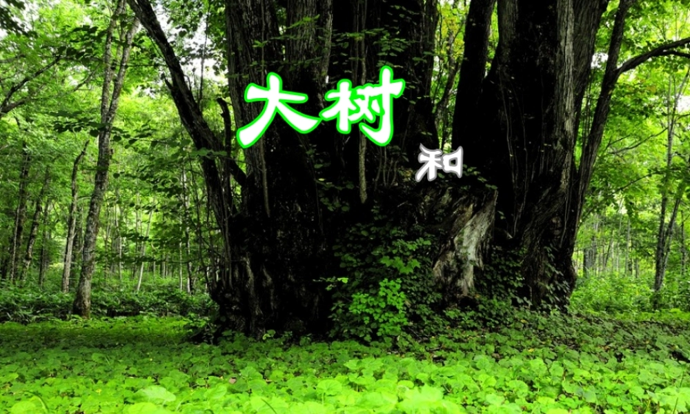 教科小学科学三上《1.3、大树和小草》PPT课件(9)【加微信公众号 jiaoxuewuyou 九折优惠 qq 1119139686】.ppt