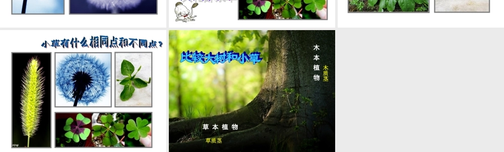 教科小学科学三上《1.3、大树和小草》PPT课件(9)【加微信公众号 jiaoxuewuyou 九折优惠 qq 1119139686】.ppt