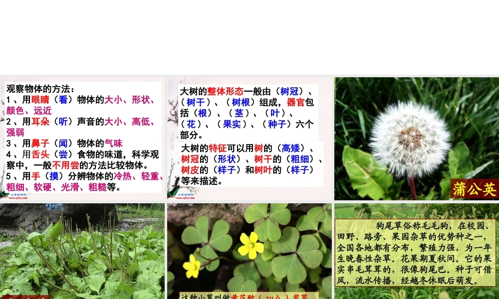 教科小学科学三上《1.3、大树和小草》PPT课件(10)【加微信公众号 jiaoxuewuyou 九折优惠 qq 1119139686】.ppt