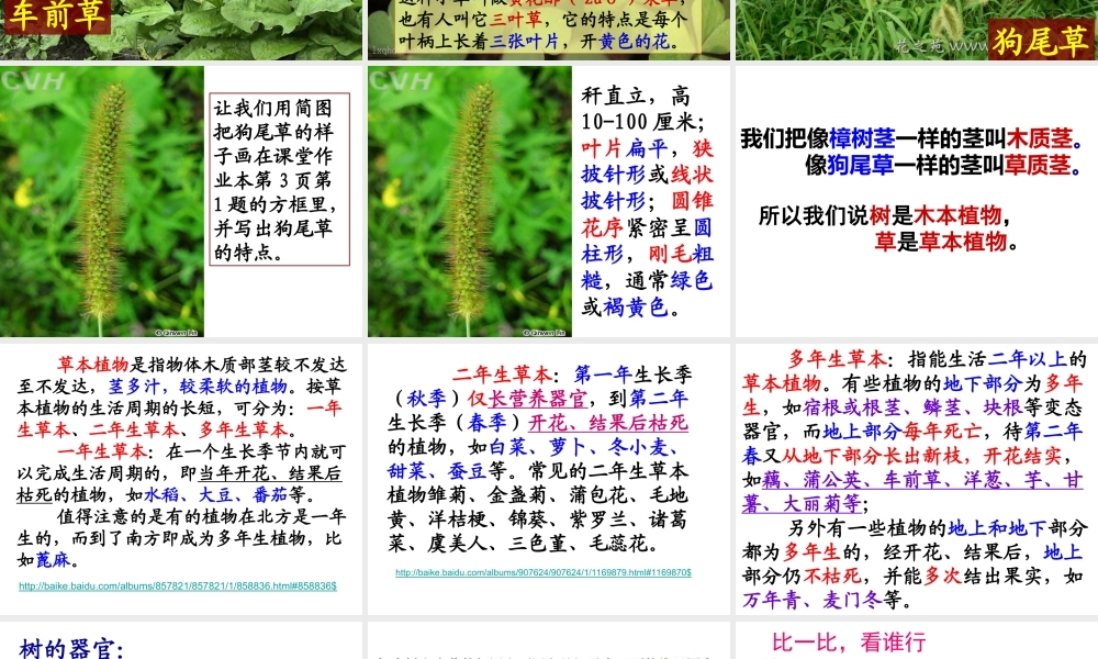 教科小学科学三上《1.3、大树和小草》PPT课件(10)【加微信公众号 jiaoxuewuyou 九折优惠 qq 1119139686】.ppt