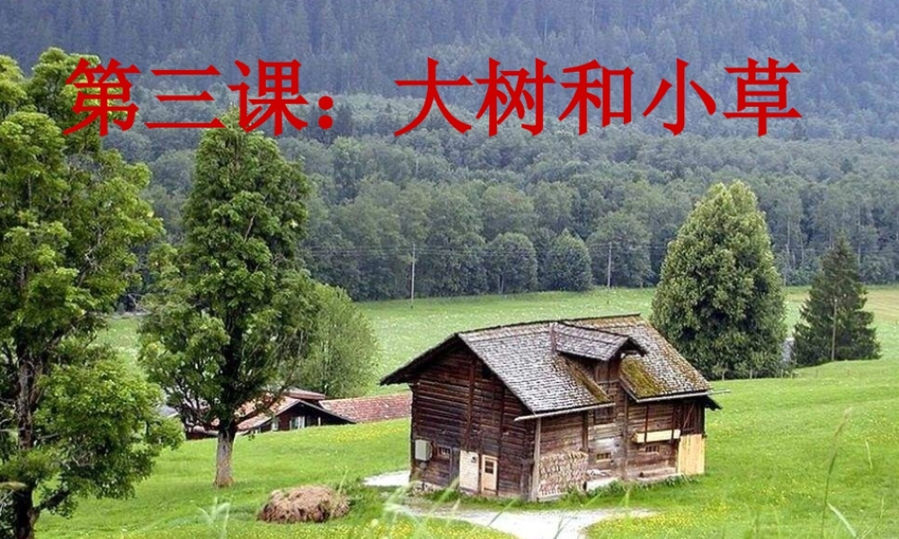 教科小学科学三上《1.3、大树和小草》PPT课件(2)【加微信公众号 jiaoxuewuyou 九折优惠 qq 1119139686】.ppt