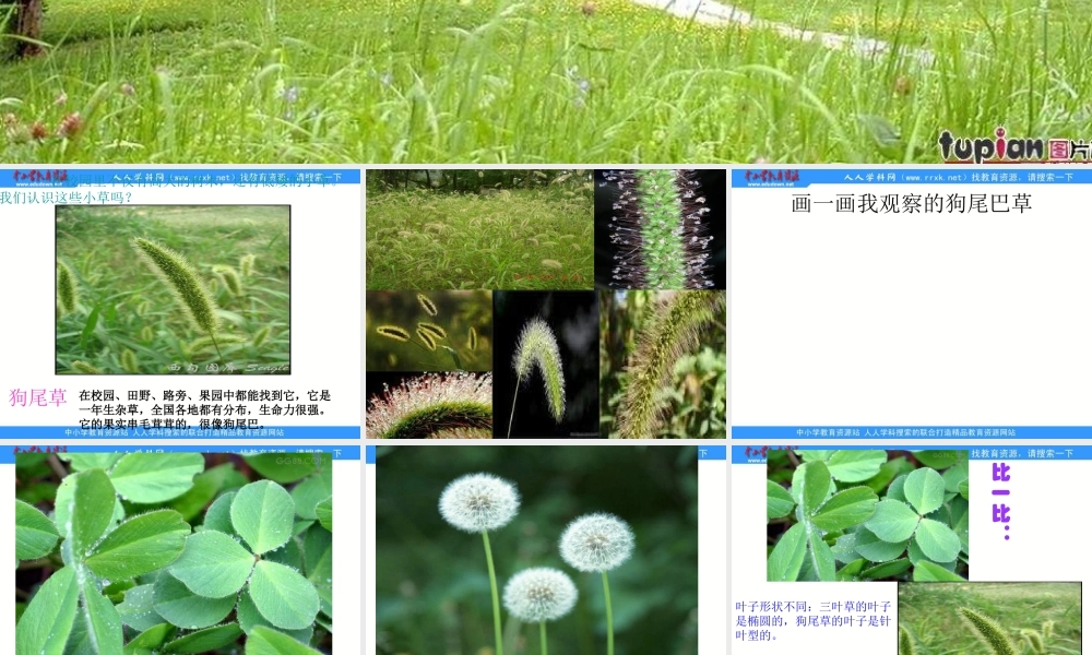 教科小学科学三上《1.3、大树和小草》PPT课件(2)【加微信公众号 jiaoxuewuyou 九折优惠 qq 1119139686】.ppt