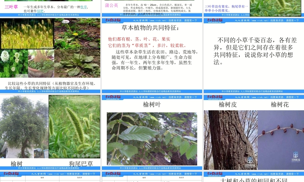 教科小学科学三上《1.3、大树和小草》PPT课件(2)【加微信公众号 jiaoxuewuyou 九折优惠 qq 1119139686】.ppt