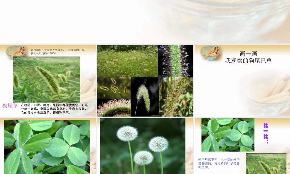 教科小学科学三上《1.3、大树和小草》PPT课件(7)【加微信公众号 jiaoxuewuyou 九折优惠 qq 1119139686】.ppt