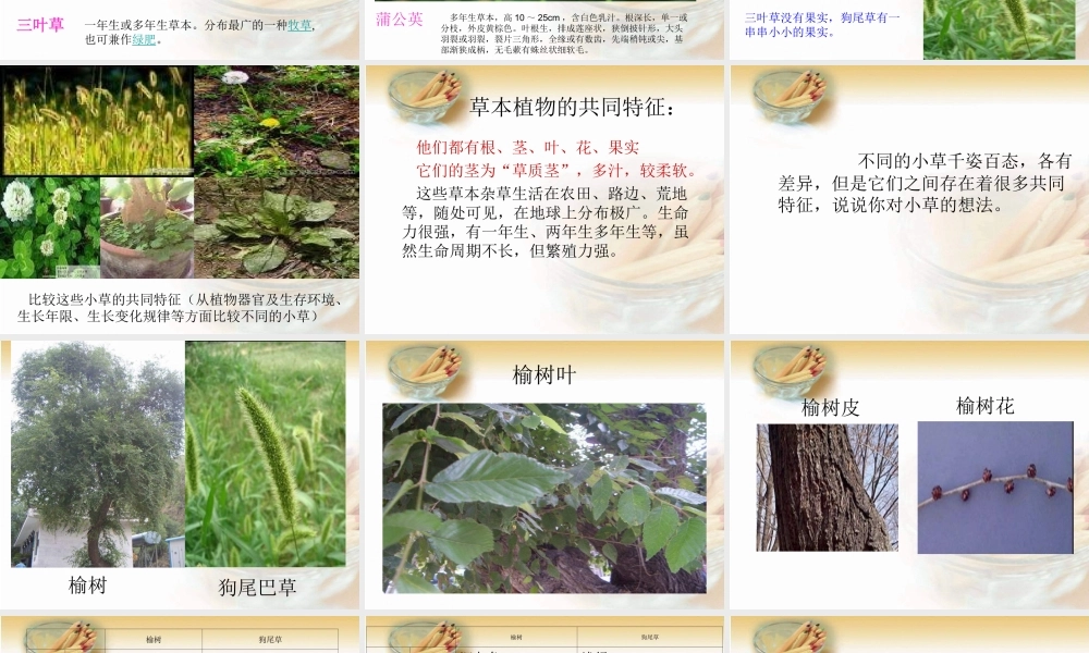 教科小学科学三上《1.3、大树和小草》PPT课件(7)【加微信公众号 jiaoxuewuyou 九折优惠 qq 1119139686】.ppt