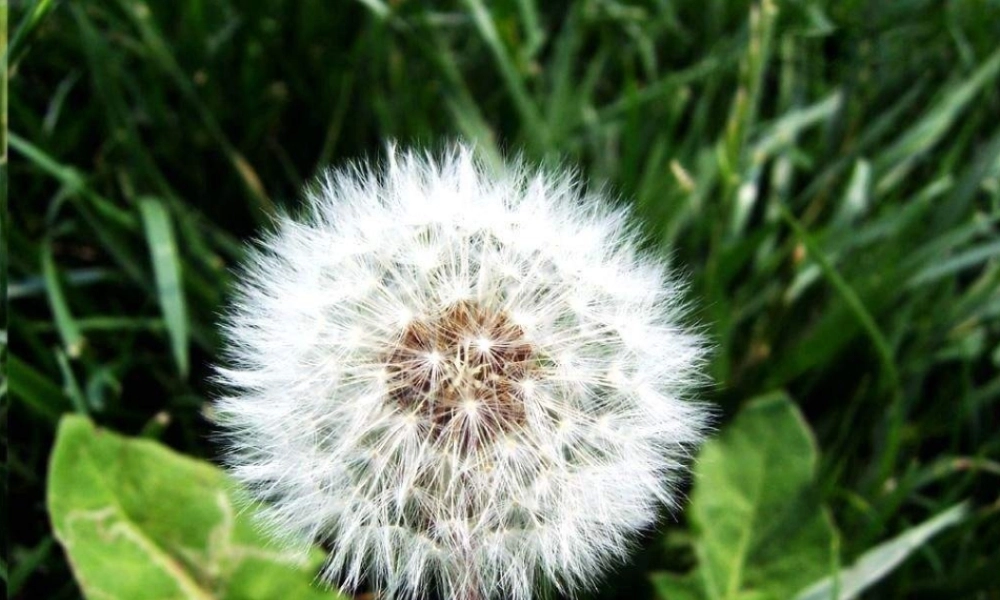 教科小学科学三上《1.3、大树和小草》PPT课件(4)【加微信公众号 jiaoxuewuyou 九折优惠 qq 1119139686】.ppt