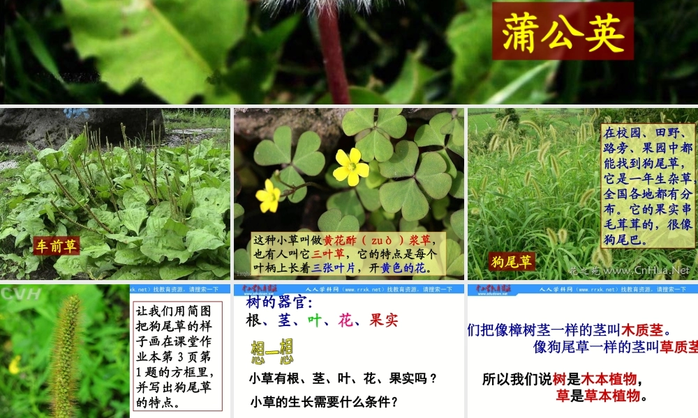 教科小学科学三上《1.3、大树和小草》PPT课件(4)【加微信公众号 jiaoxuewuyou 九折优惠 qq 1119139686】.ppt