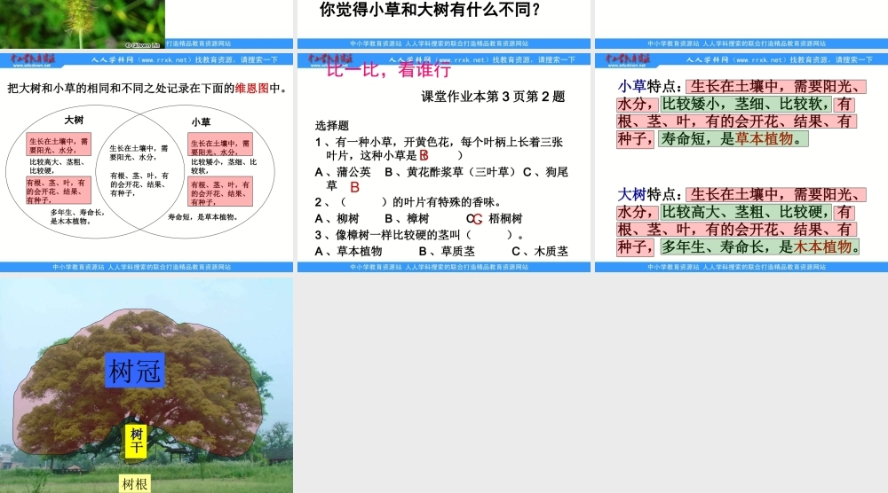 教科小学科学三上《1.3、大树和小草》PPT课件(4)【加微信公众号 jiaoxuewuyou 九折优惠 qq 1119139686】.ppt