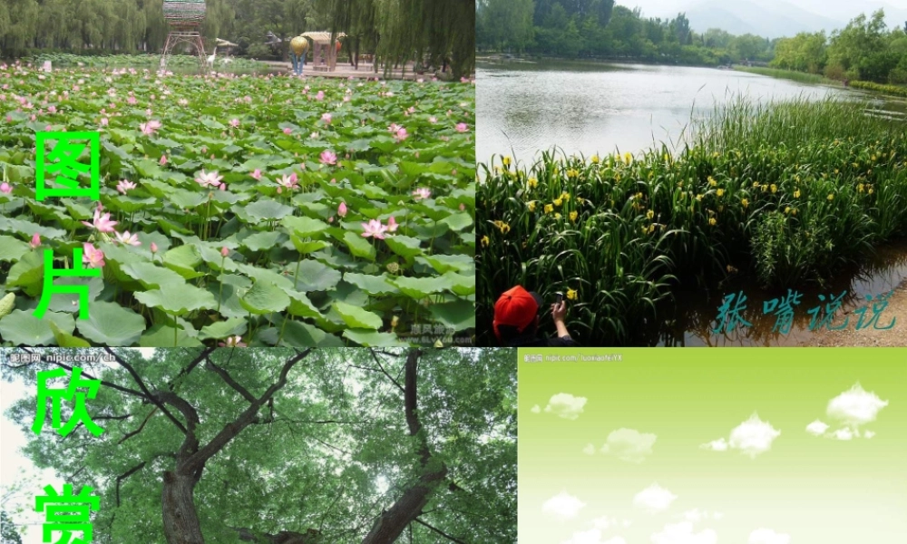 教科小学科学三上《1.3、大树和小草》PPT课件(14)【加微信公众号 jiaoxuewuyou 九折优惠 qq 1119139686】.ppt