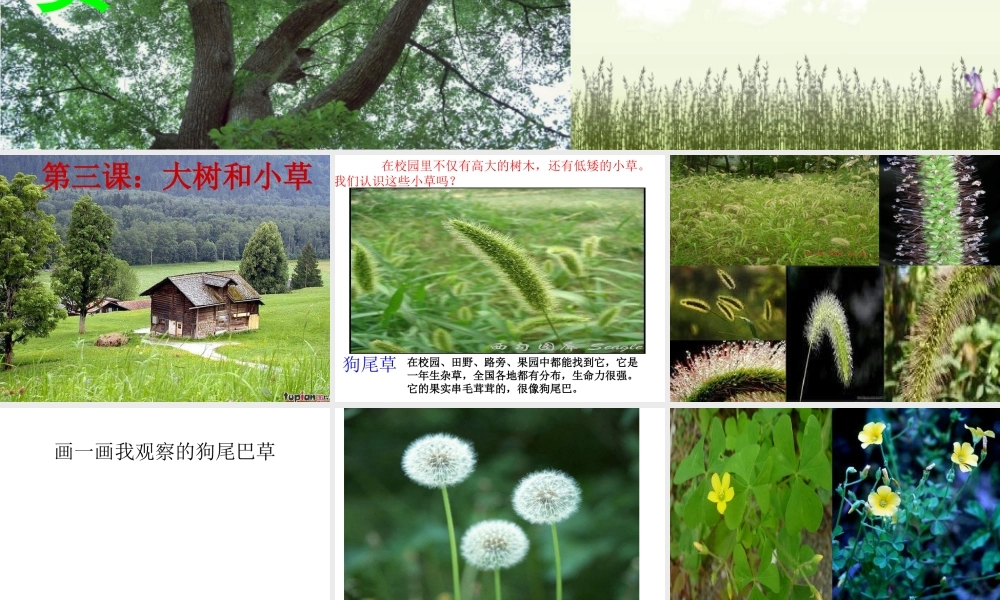 教科小学科学三上《1.3、大树和小草》PPT课件(14)【加微信公众号 jiaoxuewuyou 九折优惠 qq 1119139686】.ppt