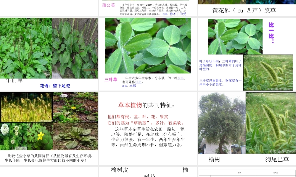 教科小学科学三上《1.3、大树和小草》PPT课件(14)【加微信公众号 jiaoxuewuyou 九折优惠 qq 1119139686】.ppt