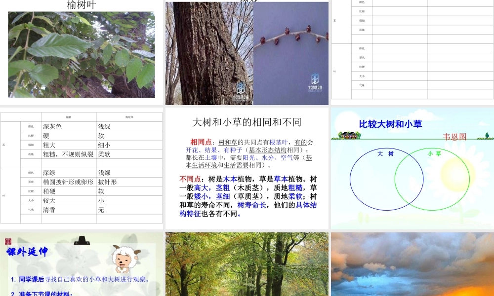 教科小学科学三上《1.3、大树和小草》PPT课件(14)【加微信公众号 jiaoxuewuyou 九折优惠 qq 1119139686】.ppt