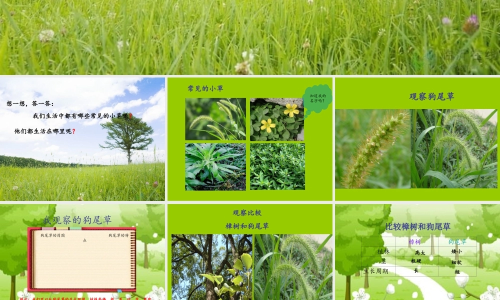 教科小学科学三上《1.3、大树和小草》PPT课件(12)【加微信公众号 jiaoxuewuyou 九折优惠 qq 1119139686】.ppt