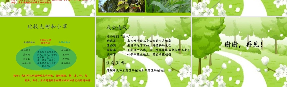 教科小学科学三上《1.3、大树和小草》PPT课件(12)【加微信公众号 jiaoxuewuyou 九折优惠 qq 1119139686】.ppt