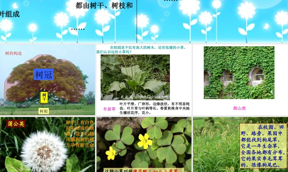 教科小学科学三上《1.3、大树和小草》PPT课件(1)【加微信公众号 jiaoxuewuyou 九折优惠 qq 1119139686】.ppt