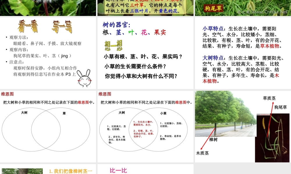 教科小学科学三上《1.3、大树和小草》PPT课件(1)【加微信公众号 jiaoxuewuyou 九折优惠 qq 1119139686】.ppt