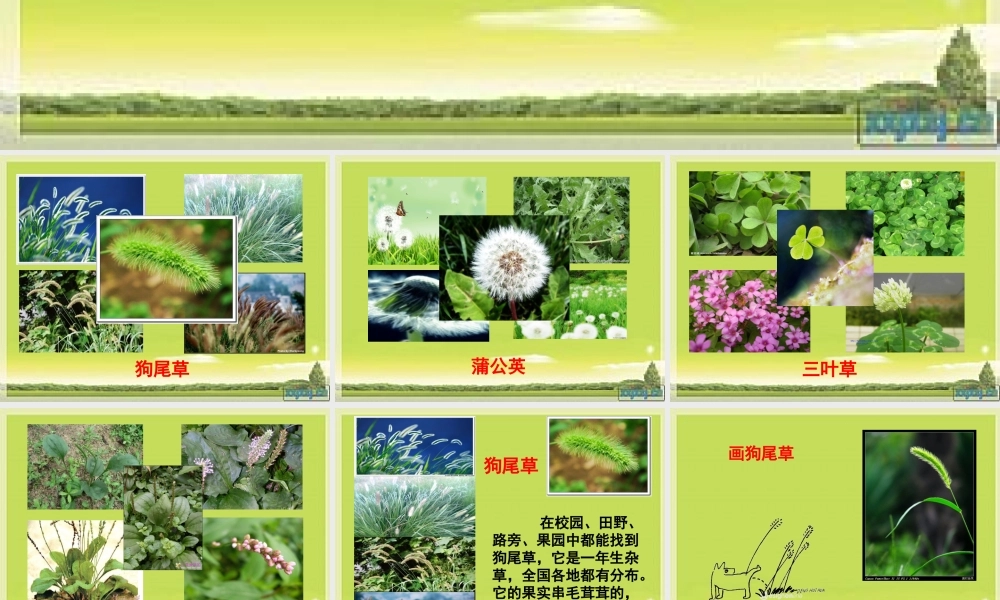 教科小学科学三上《1.3、大树和小草》PPT课件(11)【加微信公众号 jiaoxuewuyou 九折优惠 qq 1119139686】.ppt