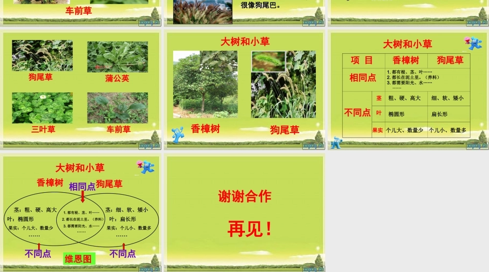 教科小学科学三上《1.3、大树和小草》PPT课件(11)【加微信公众号 jiaoxuewuyou 九折优惠 qq 1119139686】.ppt