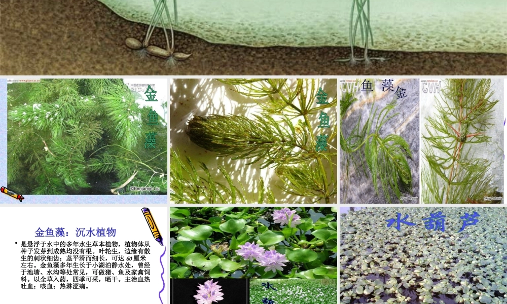 教科小学科学三上《1.4、观察水生植物》PPT课件(4)【加微信公众号 jiaoxuewuyou 九折优惠 qq 1119139686】.ppt