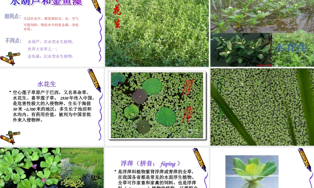教科小学科学三上《1.4、观察水生植物》PPT课件(4)【加微信公众号 jiaoxuewuyou 九折优惠 qq 1119139686】.ppt