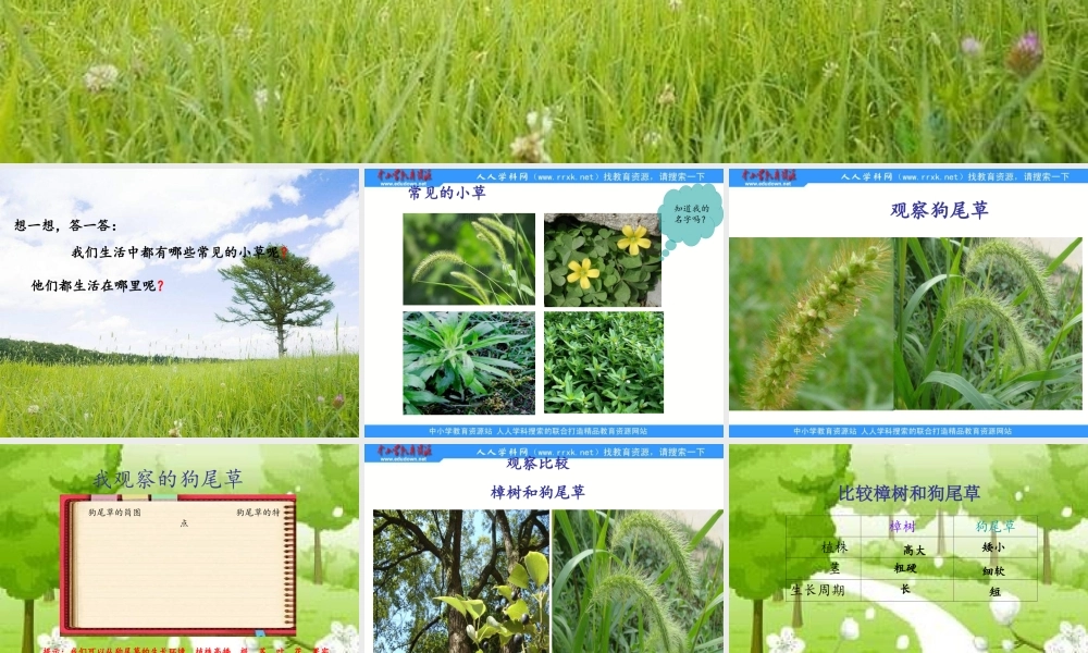 教科小学科学三上《1.3、大树和小草》PPT课件(3)【加微信公众号 jiaoxuewuyou 九折优惠 qq 1119139686】.ppt