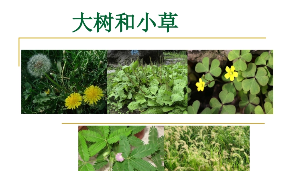 教科小学科学三上《1.3、大树和小草》PPT课件(13)【加微信公众号 jiaoxuewuyou 九折优惠 qq 1119139686】.ppt