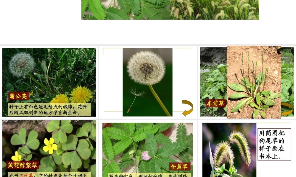 教科小学科学三上《1.3、大树和小草》PPT课件(13)【加微信公众号 jiaoxuewuyou 九折优惠 qq 1119139686】.ppt