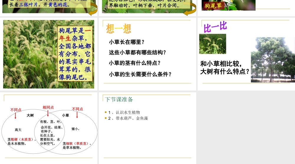 教科小学科学三上《1.3、大树和小草》PPT课件(13)【加微信公众号 jiaoxuewuyou 九折优惠 qq 1119139686】.ppt