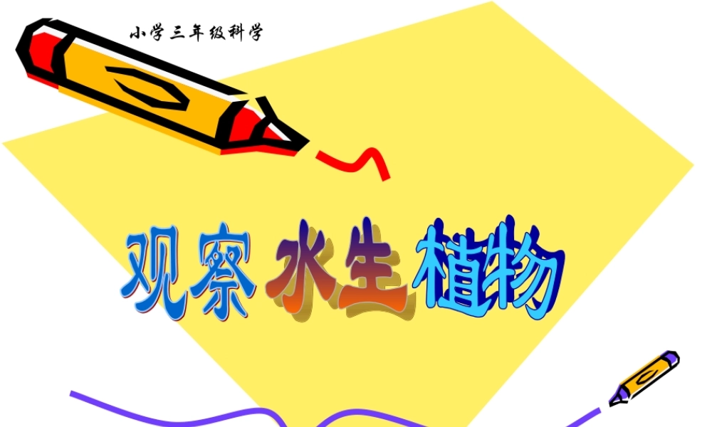 教科小学科学三上《1.4、观察水生植物》PPT课件(6)【加微信公众号 jiaoxuewuyou 九折优惠 qq 1119139686】.ppt