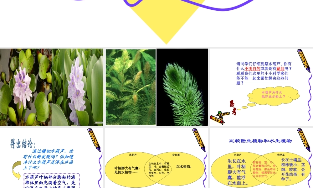 教科小学科学三上《1.4、观察水生植物》PPT课件(6)【加微信公众号 jiaoxuewuyou 九折优惠 qq 1119139686】.ppt