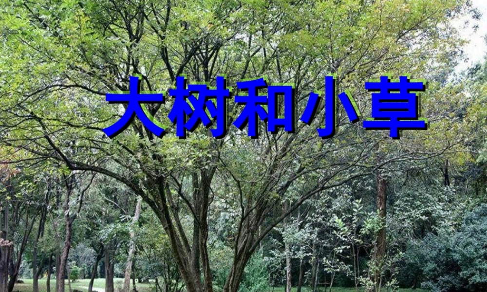 教科小学科学三上《1.3、大树和小草》PPT课件(8)【加微信公众号 jiaoxuewuyou 九折优惠 qq 1119139686】.ppt