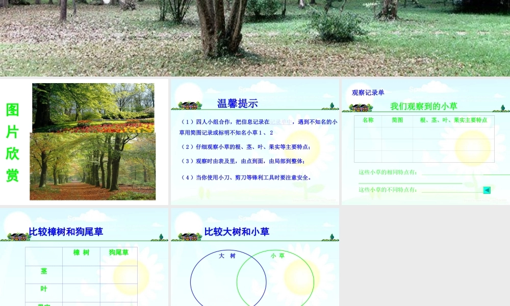 教科小学科学三上《1.3、大树和小草》PPT课件(8)【加微信公众号 jiaoxuewuyou 九折优惠 qq 1119139686】.ppt