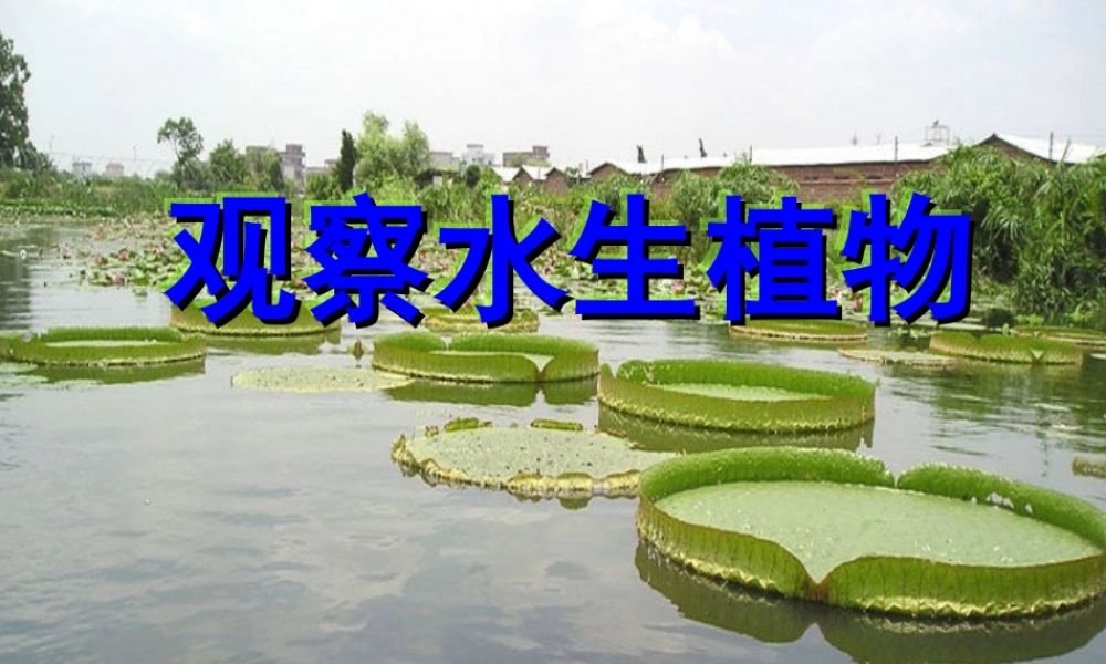 教科小学科学三上《1.4、观察水生植物》PPT课件(1)【加微信公众号 jiaoxuewuyou 九折优惠 qq 1119139686】.ppt