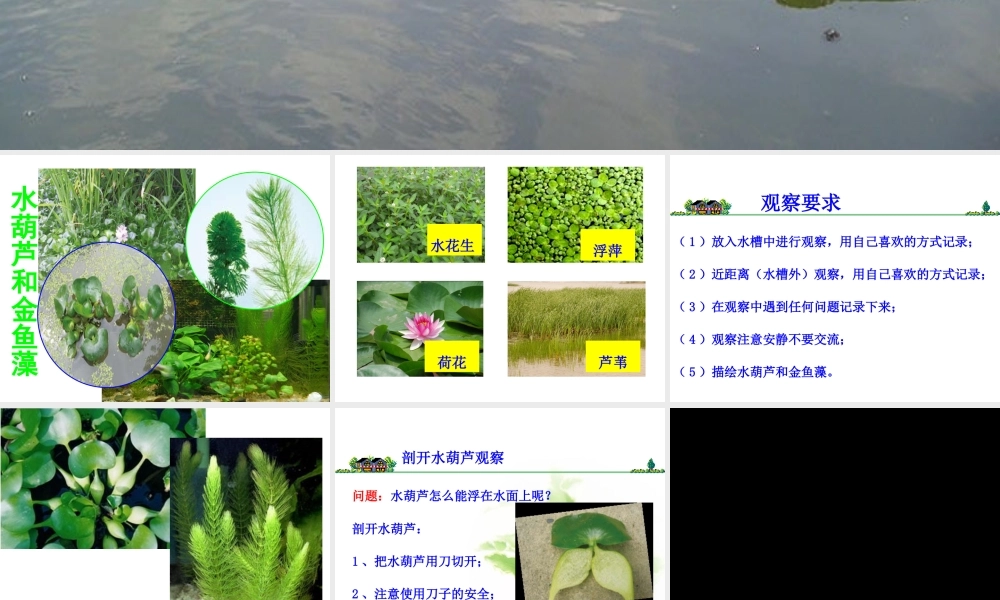 教科小学科学三上《1.4、观察水生植物》PPT课件(1)【加微信公众号 jiaoxuewuyou 九折优惠 qq 1119139686】.ppt