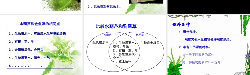 教科小学科学三上《1.4、观察水生植物》PPT课件(1)【加微信公众号 jiaoxuewuyou 九折优惠 qq 1119139686】.ppt