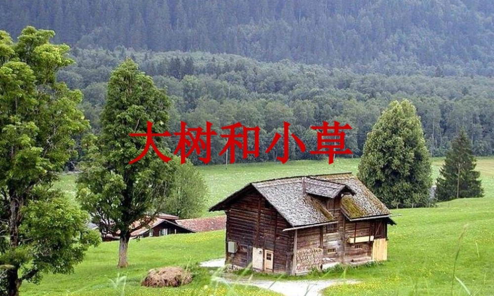 教科小学科学三上《1.3、大树和小草》PPT课件(5)【加微信公众号 jiaoxuewuyou 九折优惠 qq 1119139686】.ppt