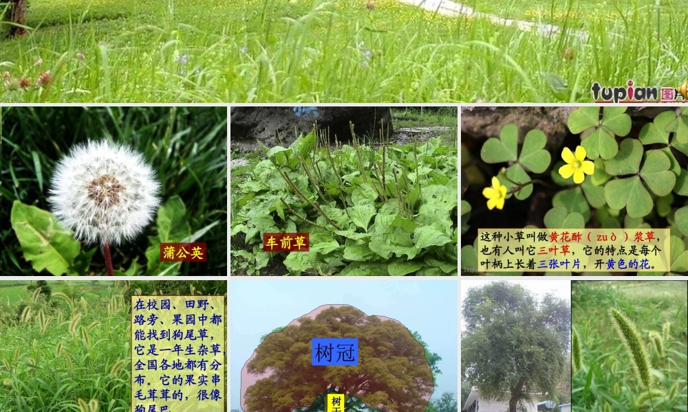 教科小学科学三上《1.3、大树和小草》PPT课件(5)【加微信公众号 jiaoxuewuyou 九折优惠 qq 1119139686】.ppt