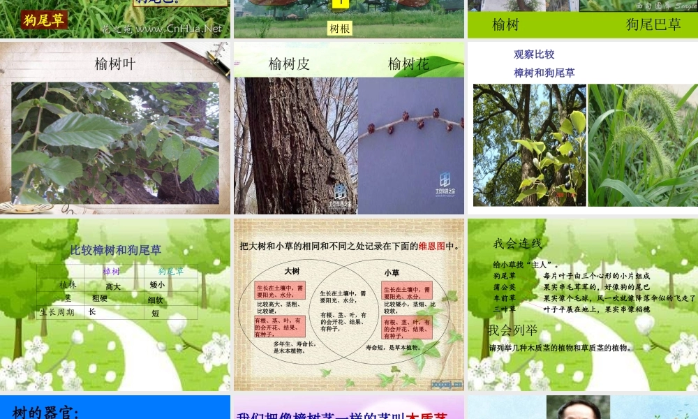 教科小学科学三上《1.3、大树和小草》PPT课件(5)【加微信公众号 jiaoxuewuyou 九折优惠 qq 1119139686】.ppt