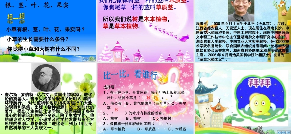 教科小学科学三上《1.3、大树和小草》PPT课件(5)【加微信公众号 jiaoxuewuyou 九折优惠 qq 1119139686】.ppt