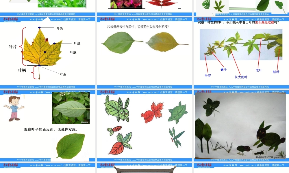 教科小学科学三上《1.5、植物的叶》PPT课件(1)【加微信公众号 jiaoxuewuyou 九折优惠 qq 1119139686】.ppt